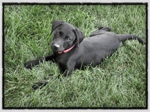 Deerfield Dog Training