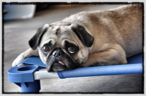 Hanover Park Dog Training