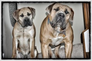 Highland Park Dog Training