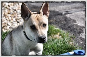 Riverside Dog Training