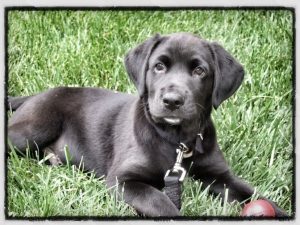 Frankfort Dog Training