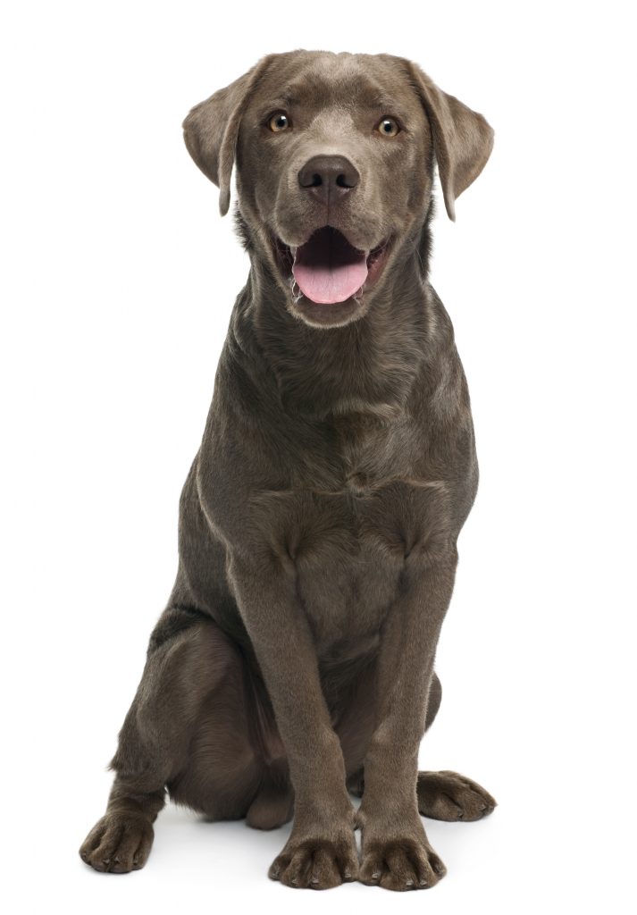 Dog Trainers Near Me Lisle