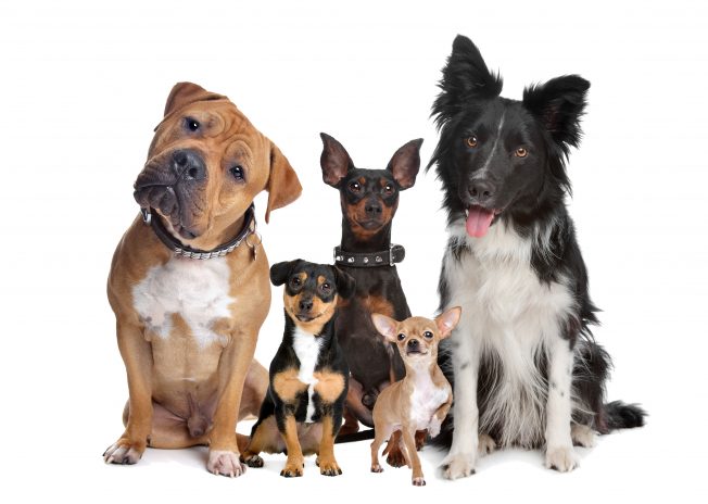 Dog Trainers Near Me