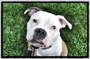 Private Dog Training Lessons in Lisle