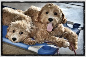 Puppy Training in Orland Park