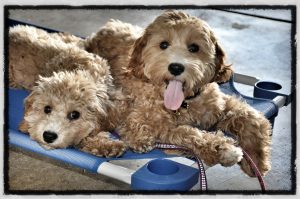 Puppy Training in Mokena