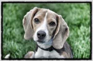 Dog Training in Downers Grove