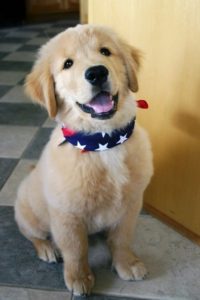 Moose the lab in for dog training