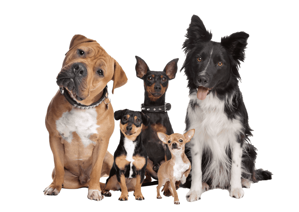 Puppy Training Near Me Glendale Heights
